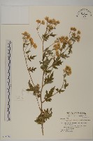 藏品(新竹油菊)的圖片