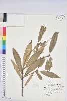 藏品(赤皮、赤皮椆)的圖片