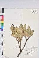 藏品(蘭嶼土沉香)的圖片