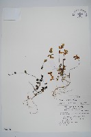 藏品(爵床)的圖片