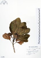 藏品(假三腳虌)的圖片