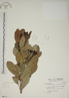 藏品(密脈赤楠)的圖片