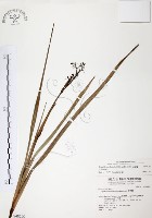 藏品(桔梗蘭)的圖片