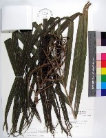 藏品(蘭嶼山檳榔、山檳榔)的圖片