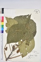 藏品(血桐)的圖片