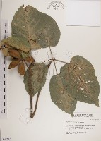 藏品(蘭嶼蘋婆)的圖片