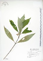 藏品(雄胞囊草、槳果苣苔)的圖片