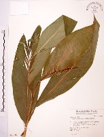 藏品(山月桃)的圖片