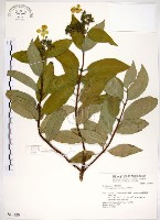 藏品(華八仙)的圖片