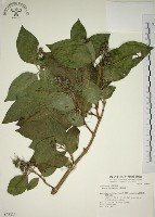 藏品(大葉溲疏)的圖片