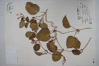 藏品(蘭嶼牛皮消、蘭嶼白薇)的圖片