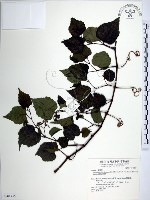 藏品(漢氏山葡萄)的圖片