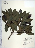 藏品(樹杞)的圖片