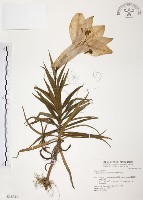 藏品(臺灣百合)的圖片