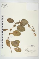 藏品(蘭嶼木耳菜)的圖片