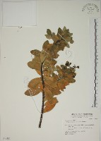 藏品(南嶺蕘花)的圖片