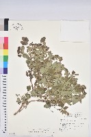 藏品(紅仔珠)的圖片