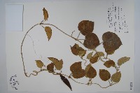 藏品(蘭嶼牛皮消、蘭嶼白薇)的圖片