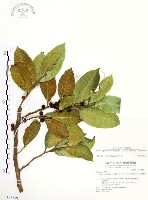 藏品(白肉榕)的圖片