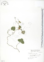 藏品(苞花蔓)的圖片