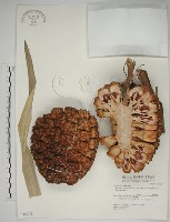 藏品(露兜樹、林投)的圖片