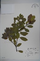 藏品(全緣葉冬青)的圖片