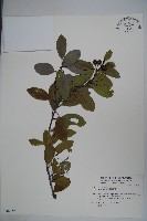 藏品(全緣葉冬青)的圖片