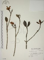 藏品(山黃梔)的圖片