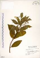 藏品(華八仙)的圖片