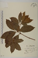 藏品(草珊瑚、紅果金粟蘭)的圖片