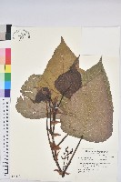 藏品(紅肉橙蘭、華血桐)的圖片