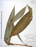 藏品(山月桃)的圖片