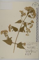 藏品(香澤蘭、飛機草)的圖片