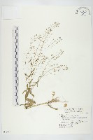 藏品(薺)的圖片