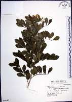 藏品(月橘)的圖片