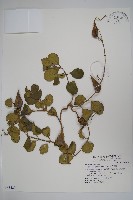 藏品(武靴藤)的圖片