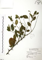 藏品(馬甲子)的圖片