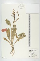 藏品(蘿蔔、夢卜)的圖片