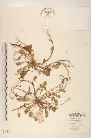 藏品(稻槎菜)的圖片