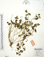 藏品(老鸛草)的圖片