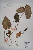 藏品(青城細辛)的圖片