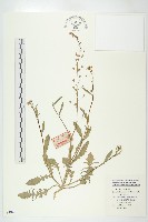 藏品(薺)的圖片