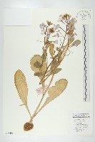 藏品(蘿蔔、夢卜)的圖片