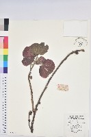 藏品(紅背山麻桿)的圖片