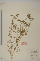 藏品(中國繁縷)的圖片