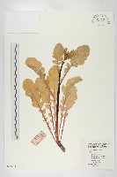 藏品(蘿蔔、夢卜)的圖片