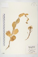 藏品(油白菜、變種、白菜型油菜)的圖片