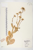藏品(大白菜、結球白菜、卷心白)的圖片
