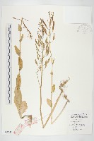 藏品(小白菜、不結球白菜)的圖片