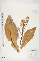 藏品(花椰菜、球花甘籃、花菜)的圖片